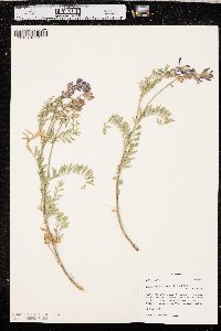 Astragalus bisulcatus image