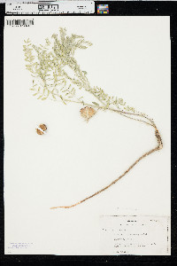 Astragalus crassicarpus image