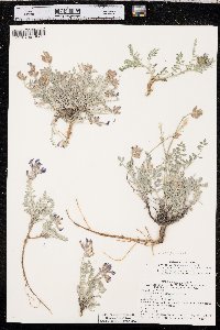 Astragalus missouriensis image