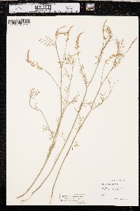 Astragalus gracilis image
