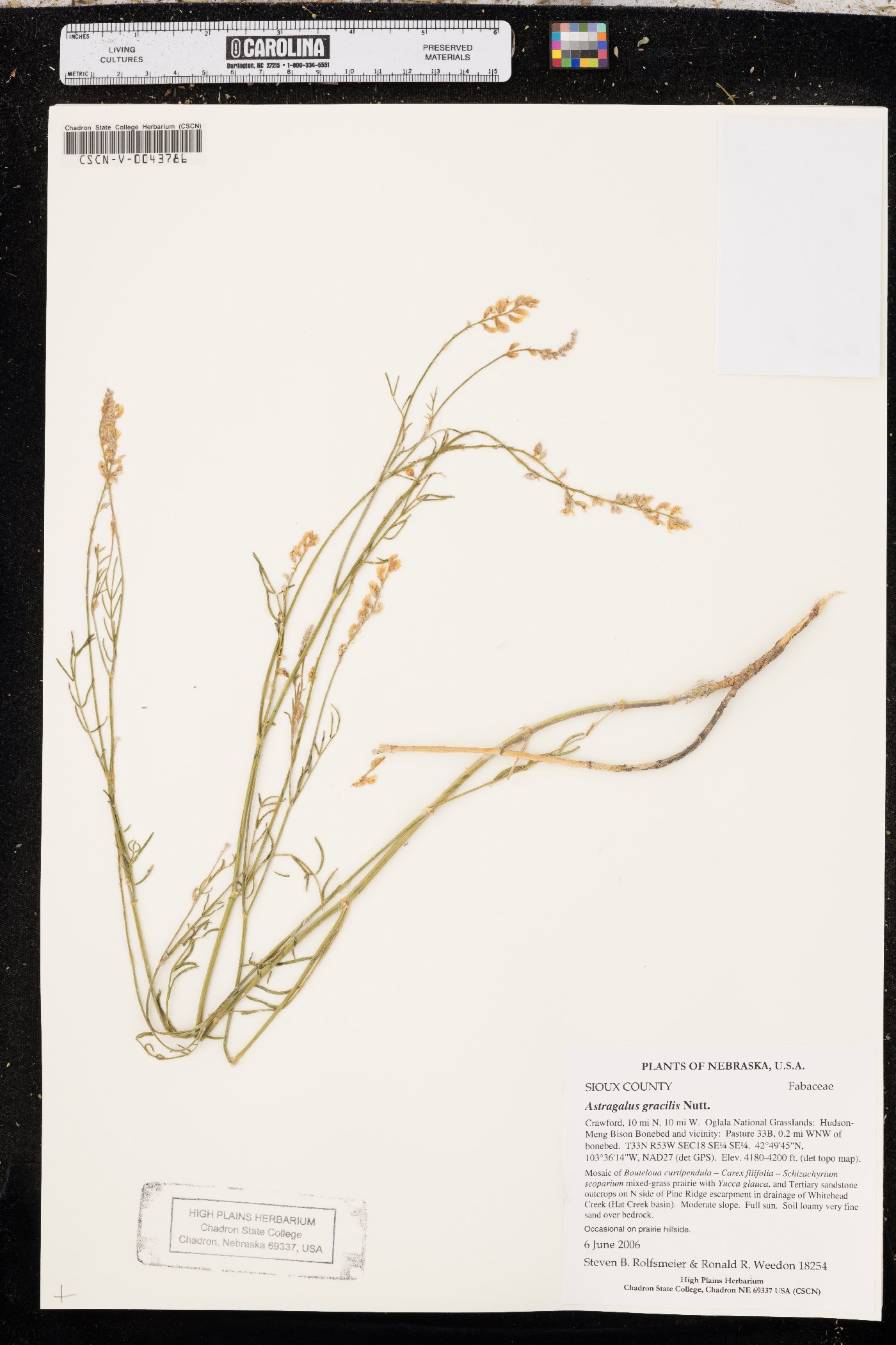 Astragalus gracilis image