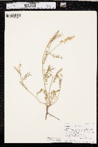 Astragalus gracilis image