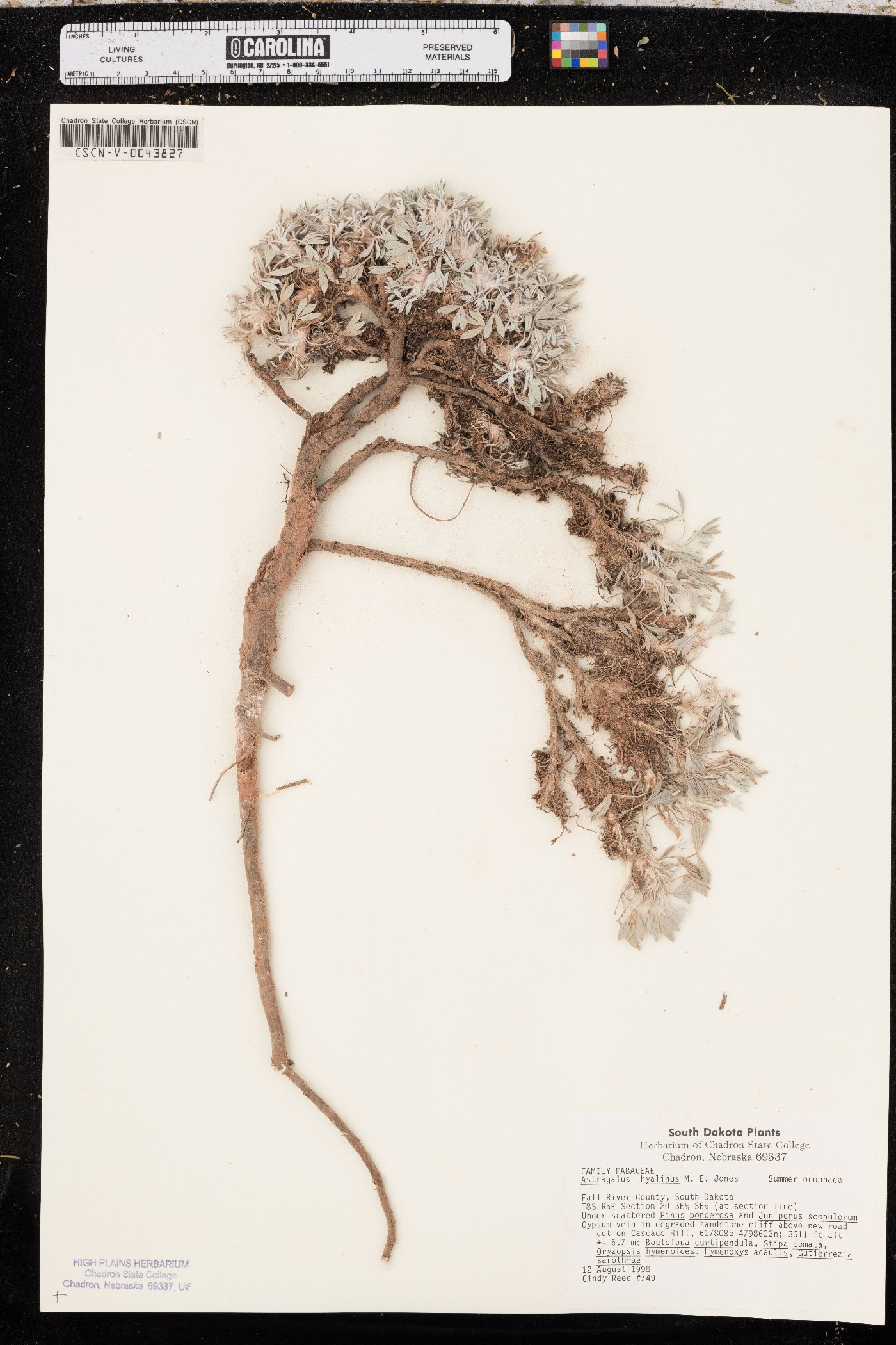 Astragalus hyalinus image