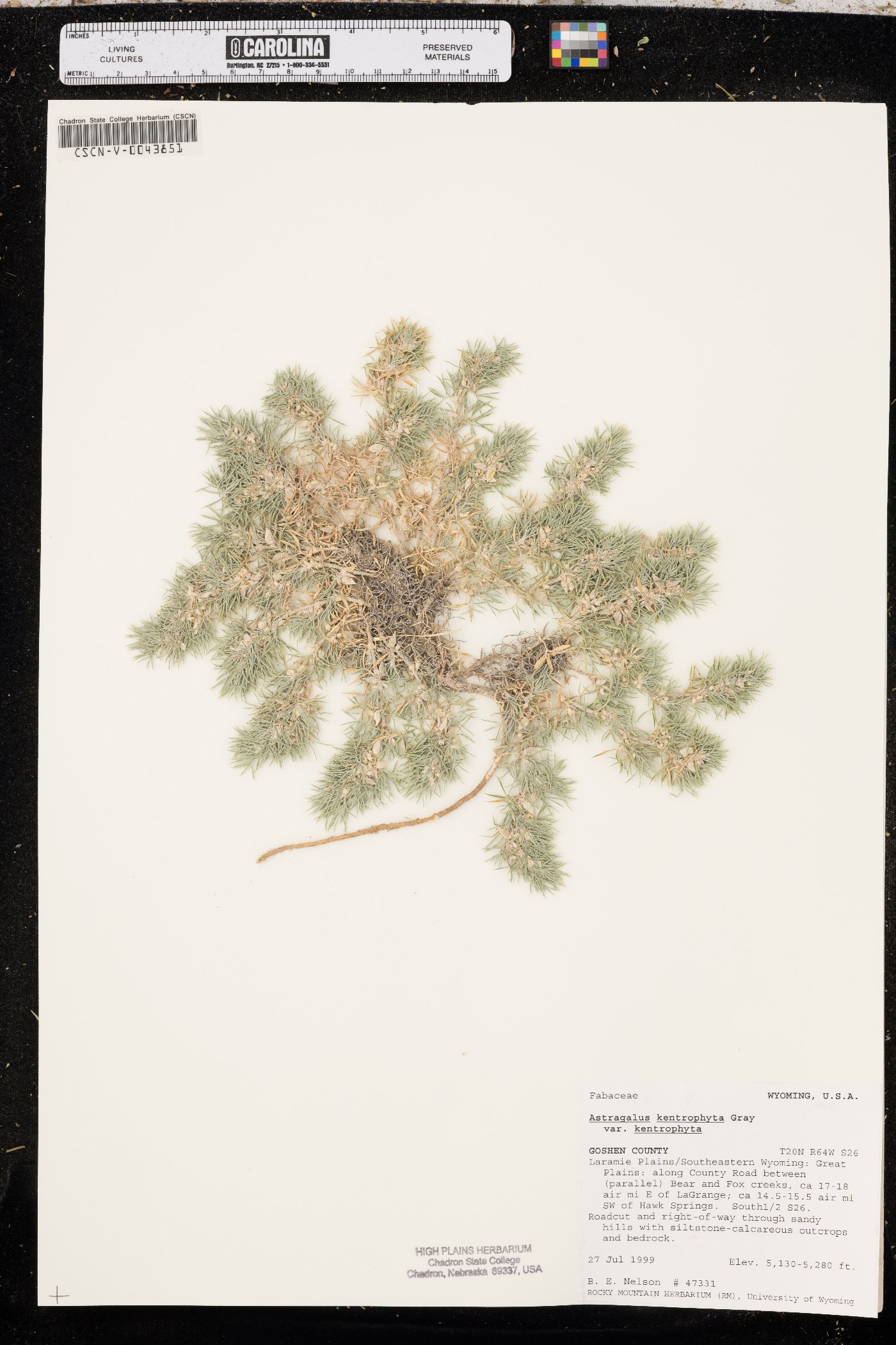 Astragalus kentrophyta var. kentrophyta image