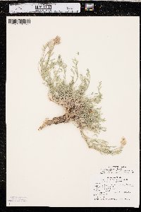 Astragalus laxmannii image