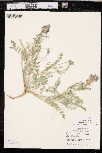 Astragalus laxmannii var. robustior image