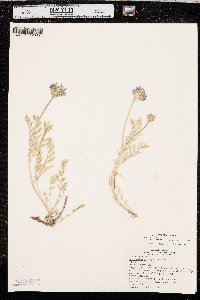 Astragalus laxmannii var. robustior image