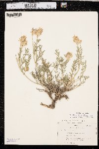 Astragalus laxmannii image