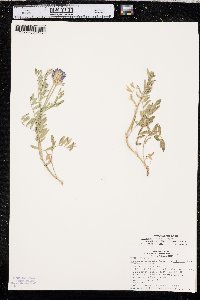 Astragalus laxmannii var. robustior image