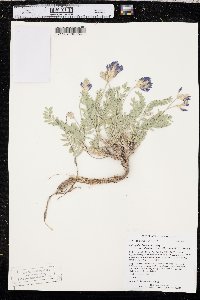 Astragalus laxmannii var. robustior image