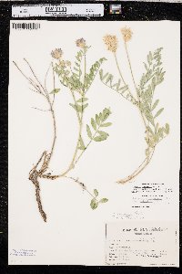 Astragalus laxmannii var. robustior image