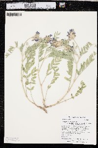 Astragalus laxmannii image