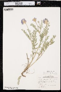 Astragalus laxmannii var. robustior image