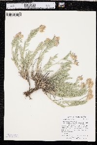 Astragalus laxmannii var. robustior image