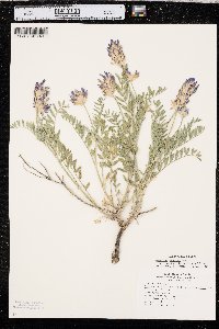 Astragalus laxmannii image