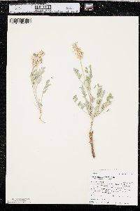 Astragalus laxmannii image