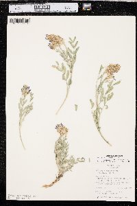 Astragalus laxmannii image