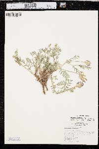 Astragalus laxmannii image