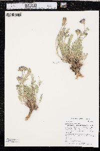 Astragalus laxmannii image