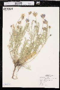 Astragalus laxmannii var. robustior image