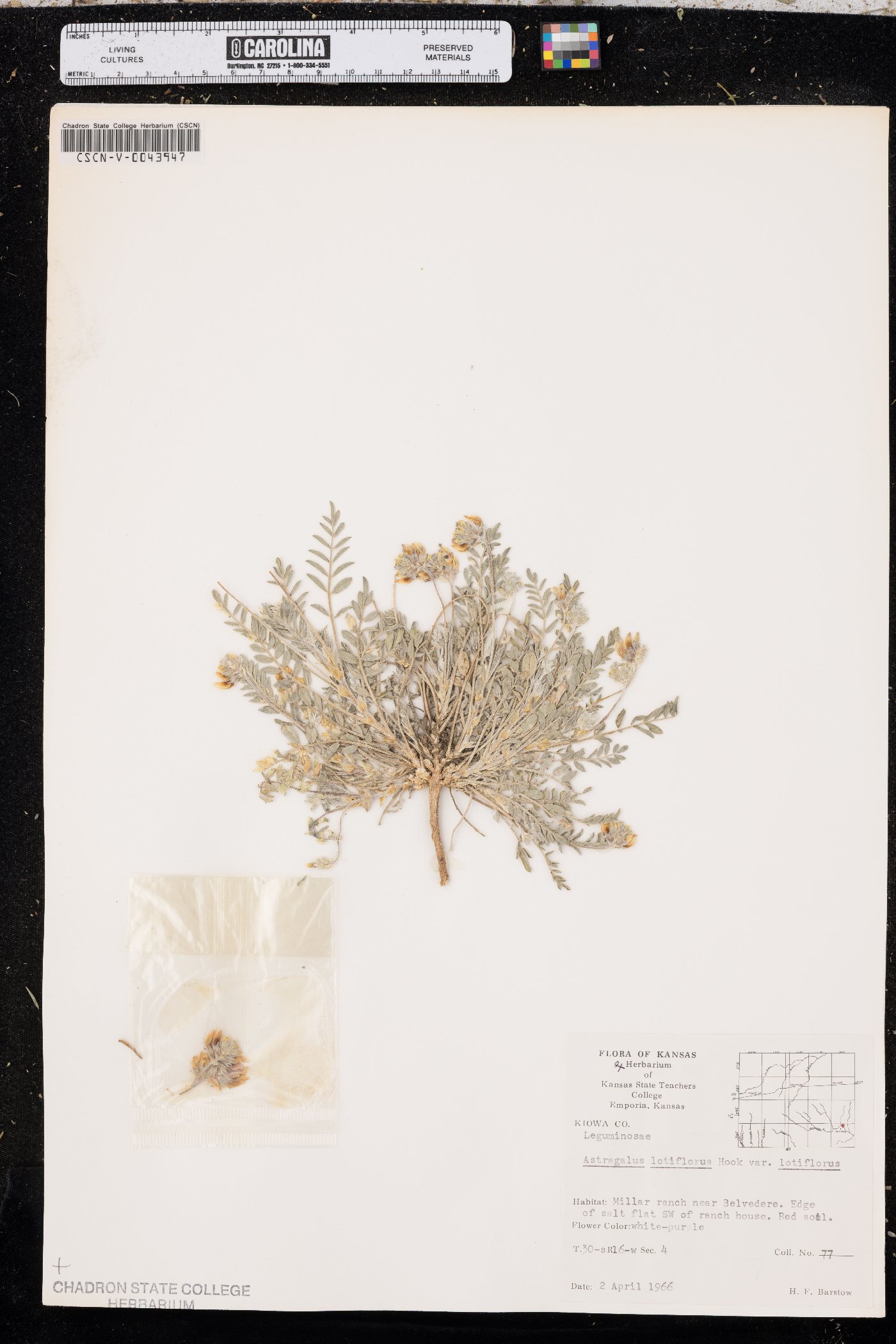 Astragalus lotiflorus var. lotiflorus image