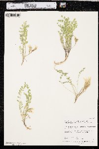 Astragalus megacarpus image