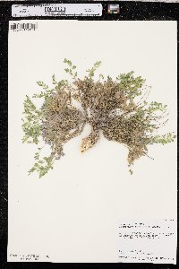 Astragalus megacarpus image