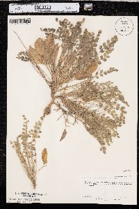 Astragalus megacarpus image