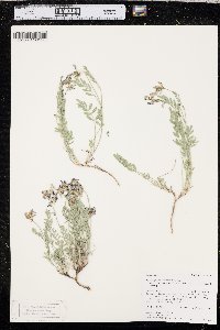 Astragalus miser var. decumbens image