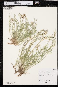 Astragalus miser image