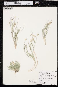 Astragalus miser image