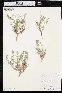 Astragalus megacarpus image