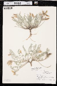 Astragalus missouriensis image