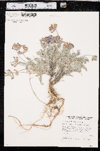 Astragalus missouriensis image