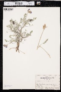 Astragalus missouriensis image