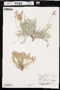 Astragalus missouriensis image