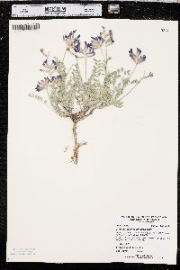 Astragalus missouriensis image