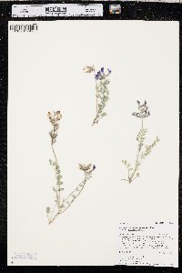 Astragalus missouriensis image