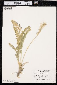 Astragalus mollissimus image