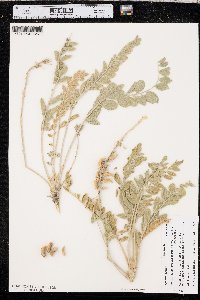 Astragalus mollissimus image