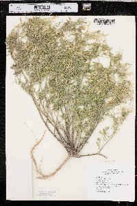 Astragalus multiflorus image