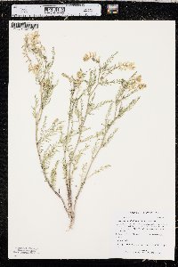 Astragalus multiflorus image