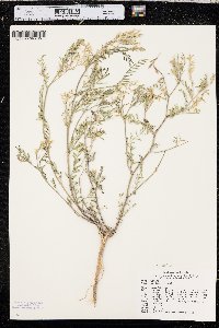 Astragalus multiflorus image