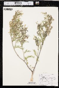 Astragalus multiflorus image