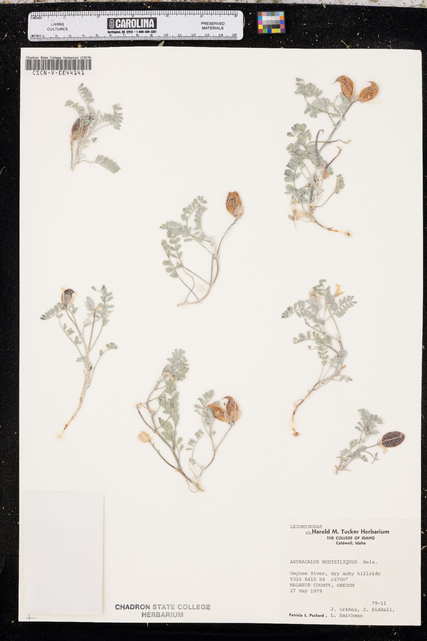 Astragalus nudisiliquus image