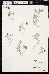 Astragalus nudisiliquus image