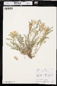 Astragalus oophorus image