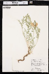 Astragalus oophorus var. caulescens image