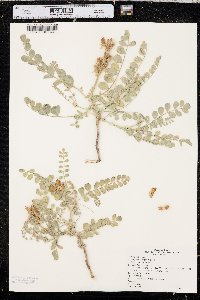 Astragalus oreganus image