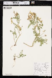 Astragalus paysonii image